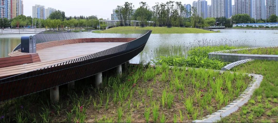 ▼木栈道提供了可休憩的湖边挑台▼雨水花园与栈道相叠合在设计绿地